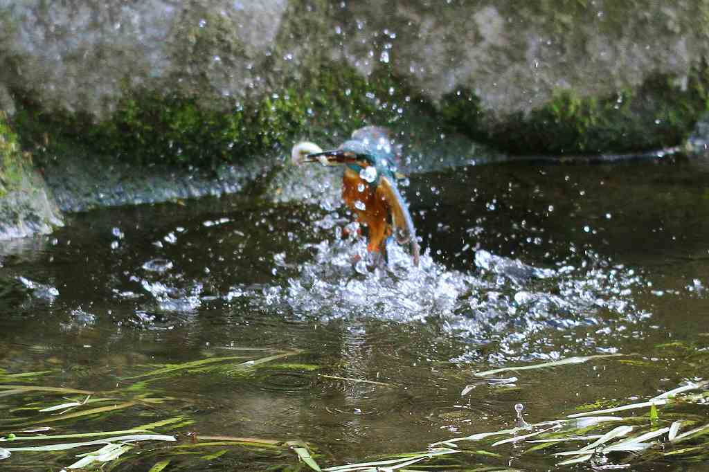 カワセミ、飛びもの習作(20)_e0293921_21342240.jpg