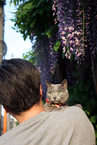 猫 ロッタ と藤の花を探して 麻生圭子 水辺の家で猫と暮らしています