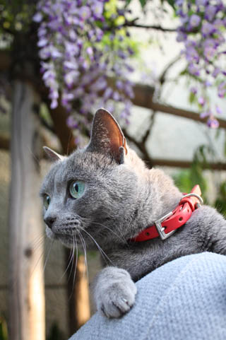 猫(ロッタ)と藤の花を探して_b0199526_5295331.jpg