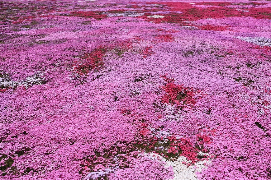 郡上　國田家の芝桜_c0201929_753466.jpg