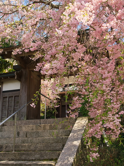 桜便り2014～西念寺～　　　　【4月27日】_e0080133_01055479.jpg