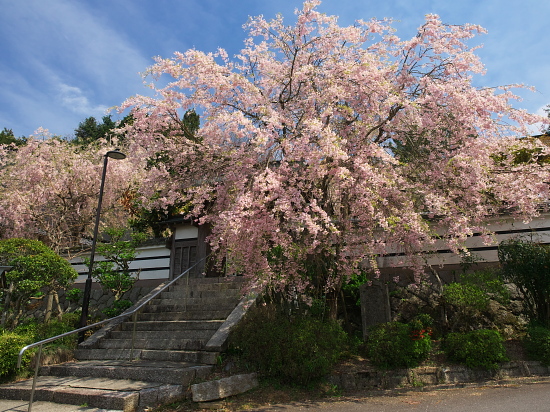 桜便り2014～西念寺～　　　　【4月27日】_e0080133_01055648.jpg