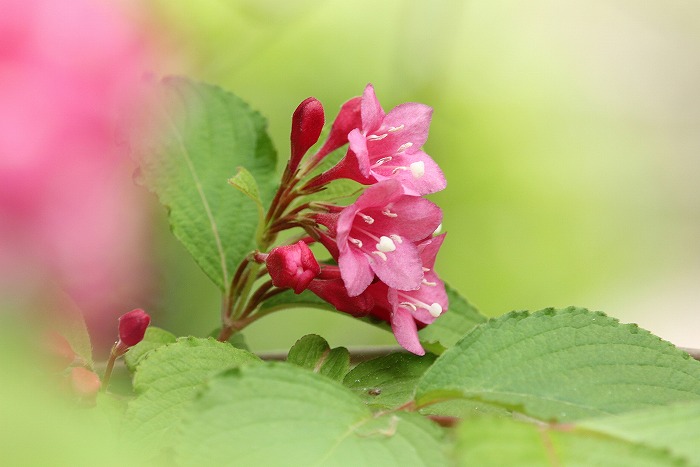 吉田公園の花_f0327034_22160385.jpg