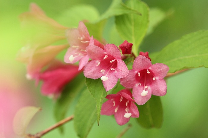 吉田公園の花_f0327034_22160857.jpg