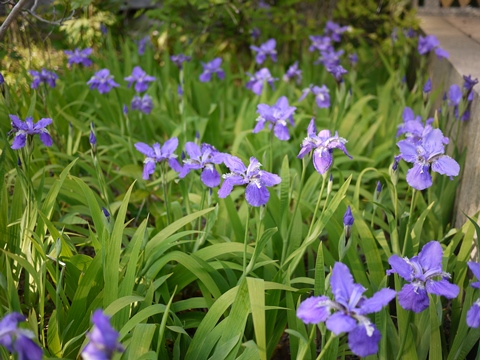 f0232136_11544286.jpg