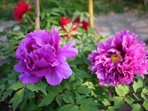 f0232136_11545546.jpg