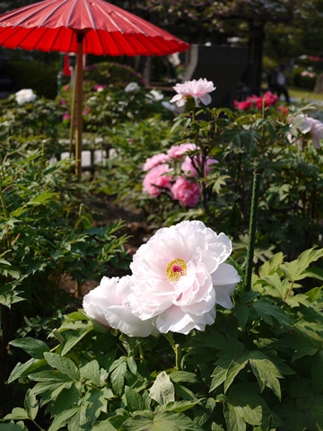f0232136_1154569.jpg