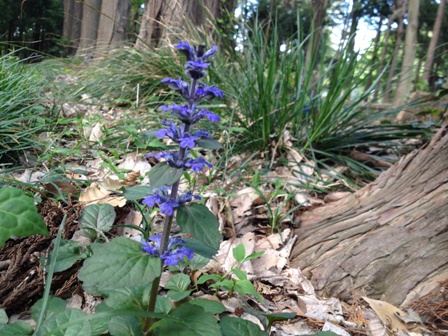 座間市　4月の芹沢公園_b0330040_22394907.jpg