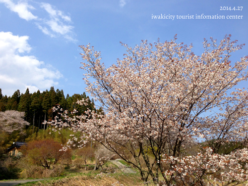 平成26年4月28日（月）　三和地区　新田の大山桜_f0105342_14202734.jpg