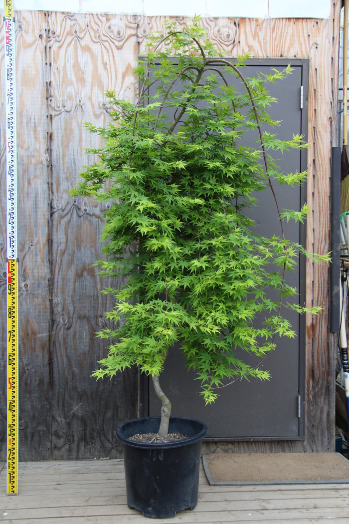 モミジ リュウセン 流泉 販売 価格 値段 画像 写真 庭木 安行 植木