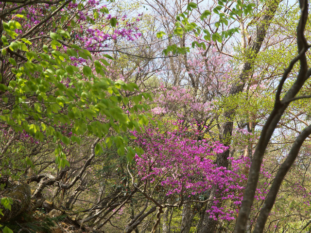 2014夏木山アケボノ鑑賞登山_e0151447_18555057.jpg