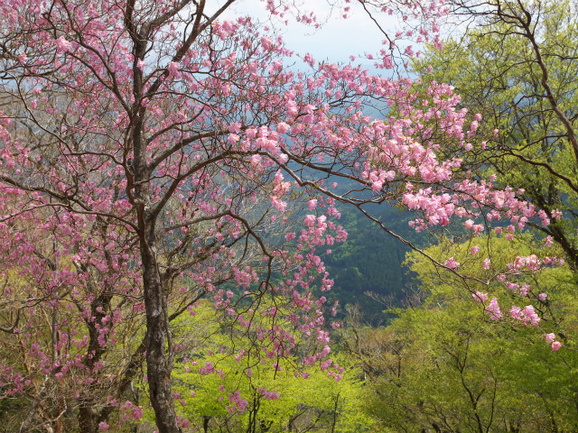 2014夏木山アケボノ鑑賞登山_e0151447_18562078.jpg