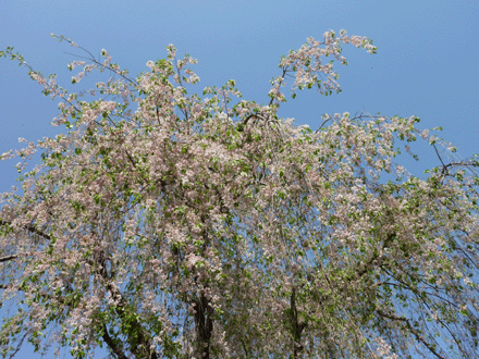 c0225153_20491472.gif