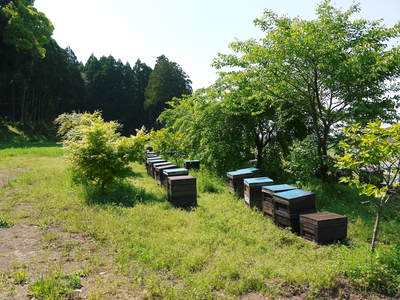 砂田米 今年も砂田のれんげ米!れんげが満開です!!_a0254656_1832279.jpg
