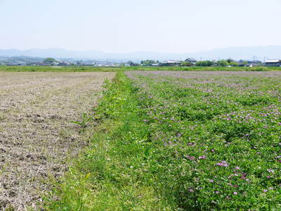 砂田米 今年も砂田のれんげ米!れんげが満開です!!_a0254656_18522988.jpg