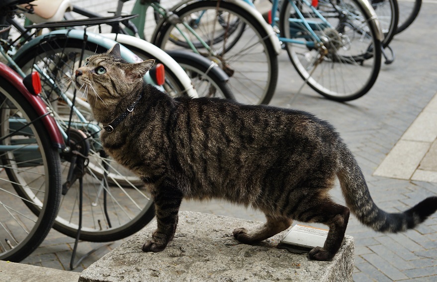 雑司ヶ谷ケヤキ並木の猫たち_b0063958_22461566.jpg