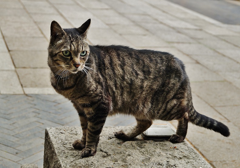 雑司ヶ谷ケヤキ並木の猫たち_b0063958_22472133.jpg