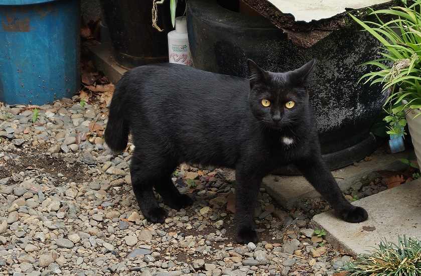 雑司ヶ谷ケヤキ並木の猫たち_b0063958_2247497.jpg