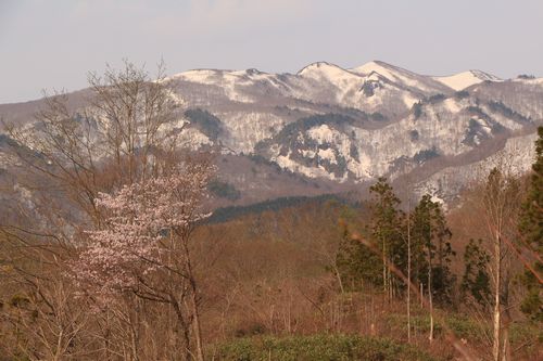 春の麗の船形山でツキノワグマ死亡_c0294658_07380505.jpg