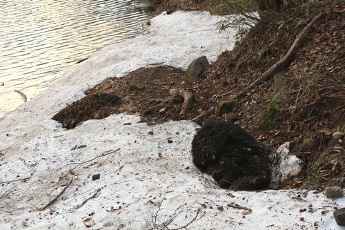 春の麗の船形山でツキノワグマ死亡_c0294658_07384884.jpg