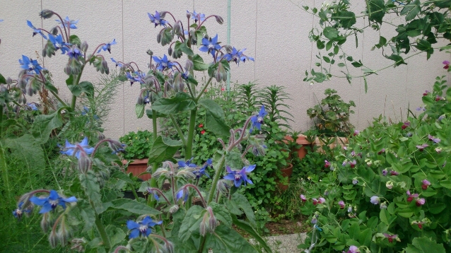 初夏の畑はボリジの花が満開_d0116059_22184943.jpg