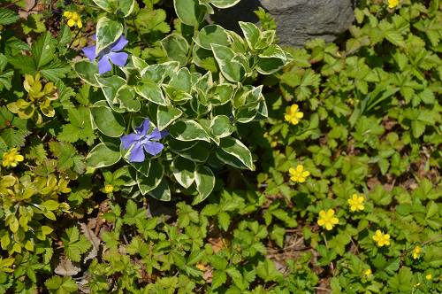 選択的除草のススメ_f0264759_15493754.jpg