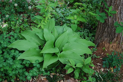 選択的除草のススメ_f0264759_15495394.jpg