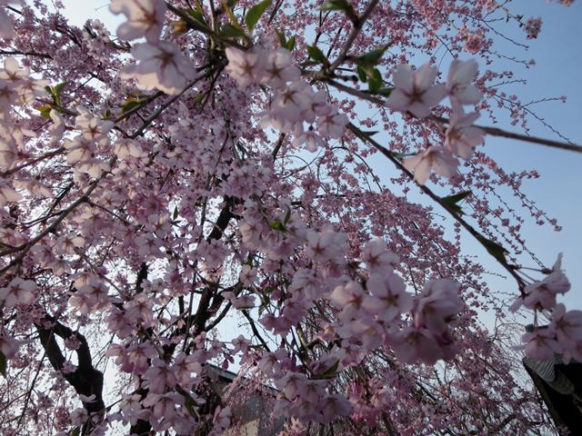 【北東北桜追い旅⑥】角館の枝垂れ桜と稲庭うどん_c0042960_16323343.jpg