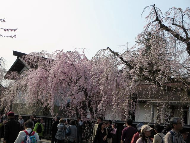 【北東北桜追い旅⑥】角館の枝垂れ桜と稲庭うどん_c0042960_16324732.jpg