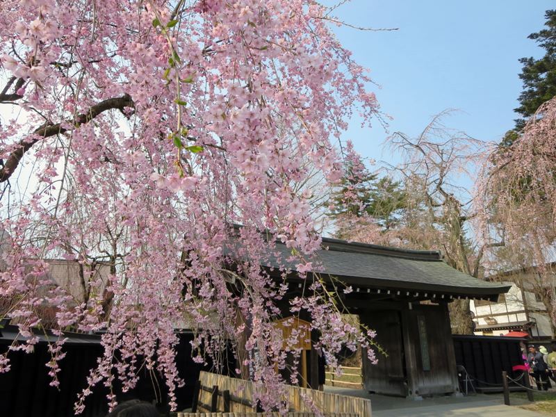 【今日（４/26)の角館の桜ダイジェスト】_c0042960_16325542.jpg