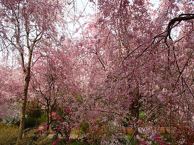 仁和寺の御室桜と原谷苑の桜_a0104162_21133085.jpg