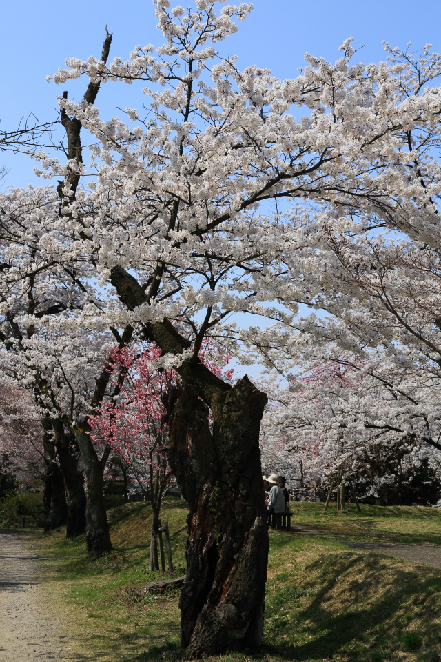 村松公園（２）_e0096372_15344427.jpg