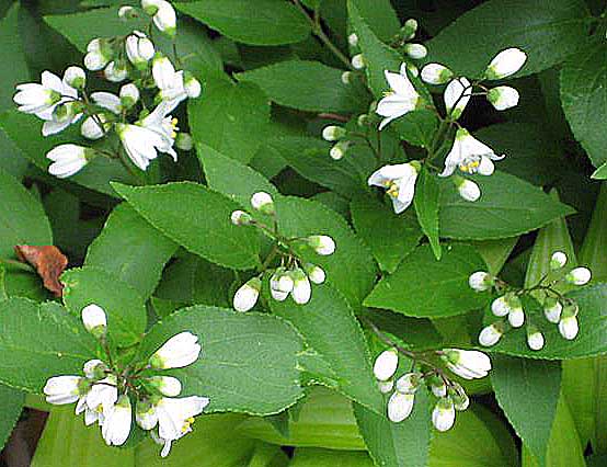 ひめうつぎ（Deutzia gracilis ）の開花 ^^v_c0076682_218431.jpg