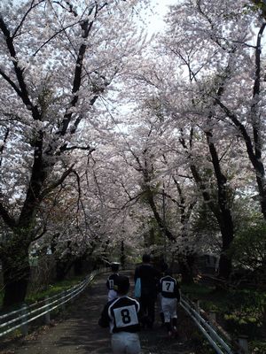 太平川観桜会 再々び_e0239190_61676.jpg