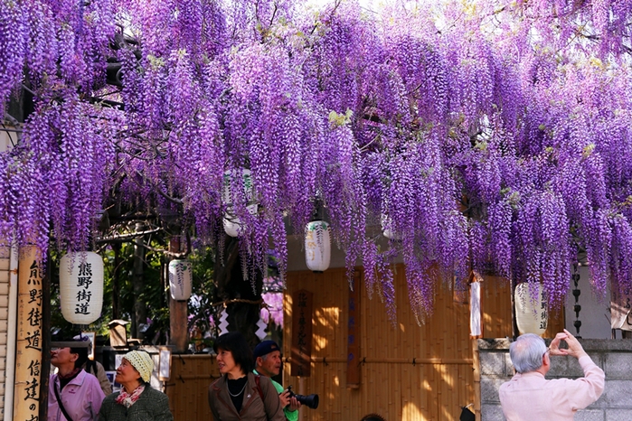 藤の花 梶本さん家の藤の花 泉南市 泉南の四季 藤の花 梶本さん家の藤の花 泉南市 泉南の四季