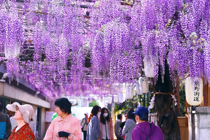 藤の花 梶本さん家の藤の花 泉南市 泉南の四季 藤の花 梶本さん家の藤の花 泉南市 泉南の四季