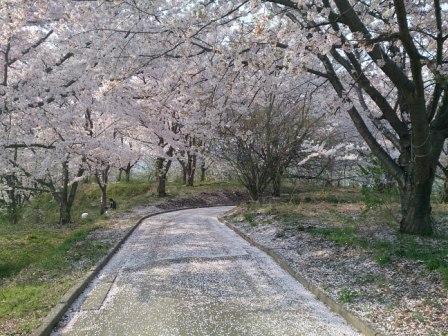 桜　寒河江公園_f0064096_13475761.jpg