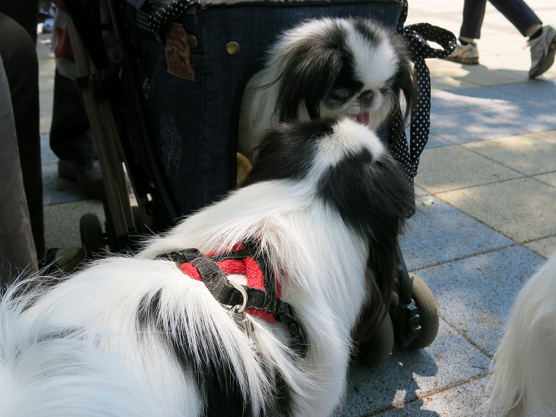 春爛漫の昭和記念公園でまるちゃん,葵ちゃんとおデート。_a0155999_00132829.jpg