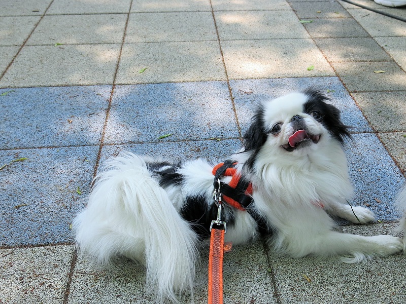 春爛漫の昭和記念公園でまるちゃん,葵ちゃんとおデート。_a0155999_00144387.jpg