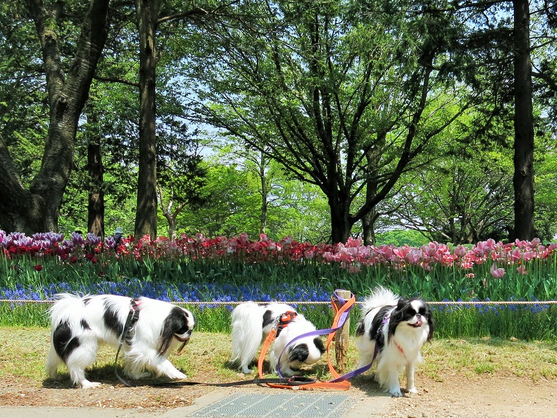 春爛漫の昭和記念公園でまるちゃん,葵ちゃんとおデート。_a0155999_00185445.jpg