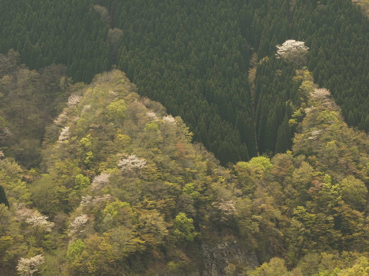 天川村の桜_d0020300_0145814.jpg