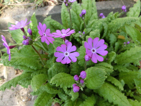 a0203003_7503725.jpg