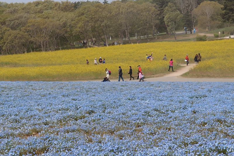 毎年恒例のネモフィラ　４月２９日　[火]_e0018604_20205468.jpg