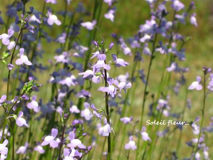 ちいさな幸せのカケラたち 花が教えてくれたこと ちいさな幸せのカケラたち 花が教えてくれたこと