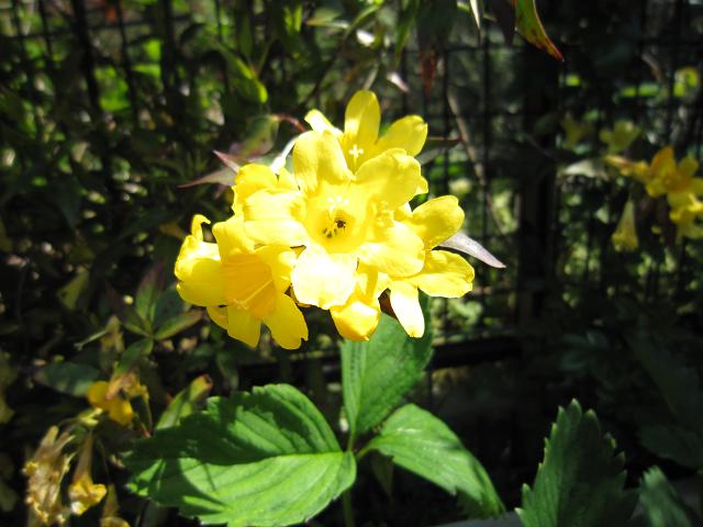 a0141408_1532337.jpg