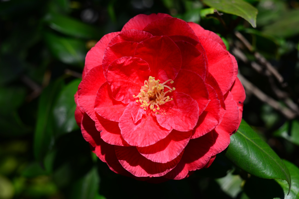 e0004009_2131059.jpg