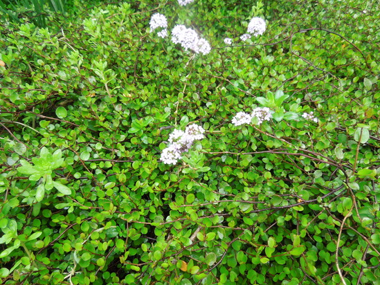 f0297809_1353716.jpg