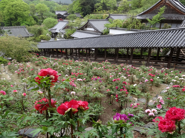 牡丹な長谷寺_e0052012_16342451.jpg