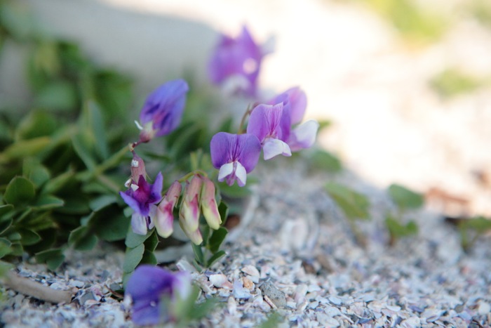 海岸の花(浜豌豆と浜大根) 世話要らずの庭