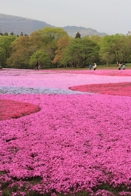 ピンクの絨毯　-芝桜@羊山公園_b0207615_16530733.jpg